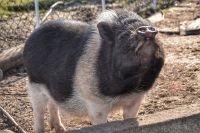 10haengebauchschwein27216_1447