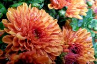 71chrysantheme5915_1638